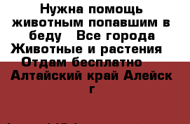 Нужна помощь животным попавшим в беду - Все города Животные и растения » Отдам бесплатно   . Алтайский край,Алейск г.